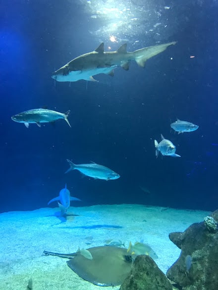 albuquerque aquarium tank