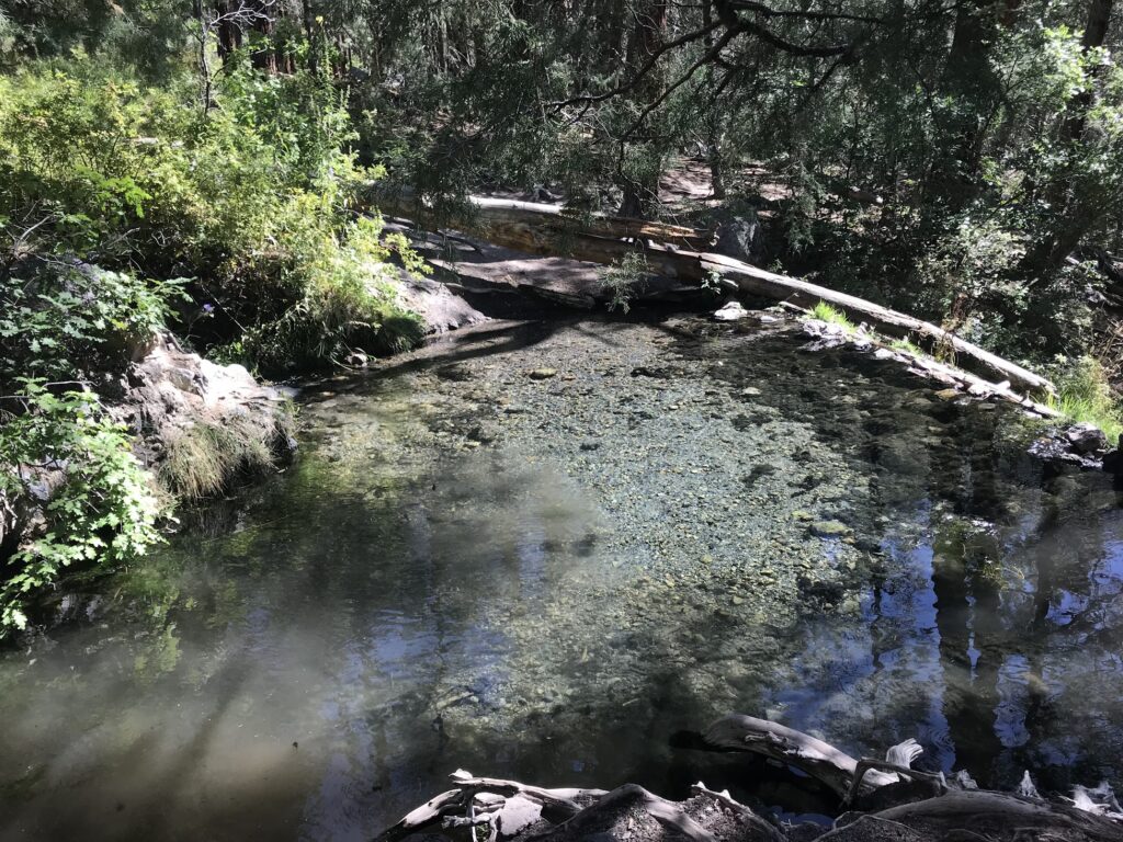 a small clear pool surrounded by vegetation. Mccauley Hot Springs is one of the perfect day trips from Albuquerque 