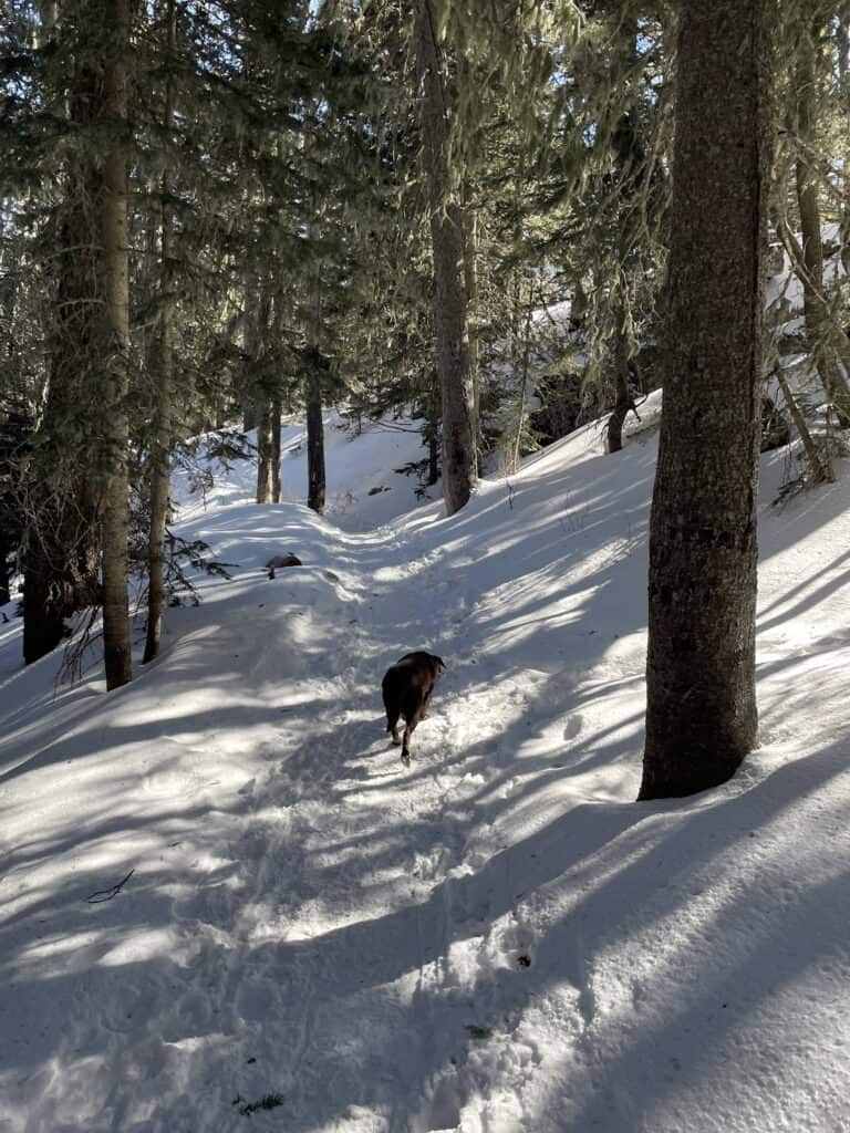 a dog walking on a snow-covered trail under the tree cover