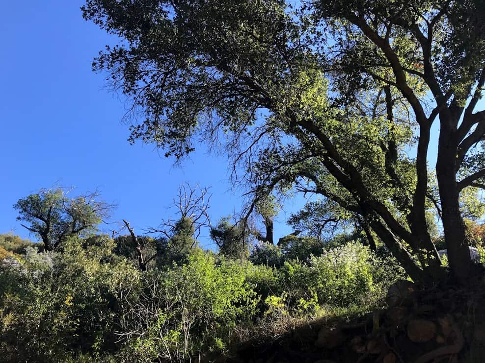 oak trees on the way to inspiration point santa barbara