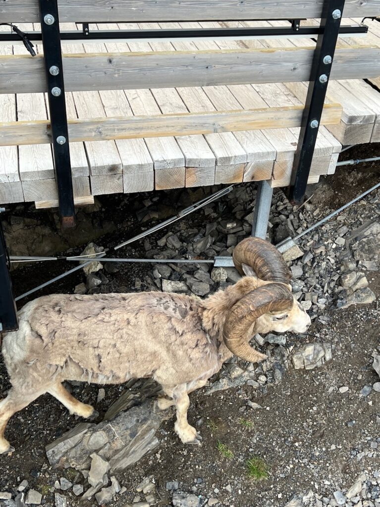 a big-horn sheep 