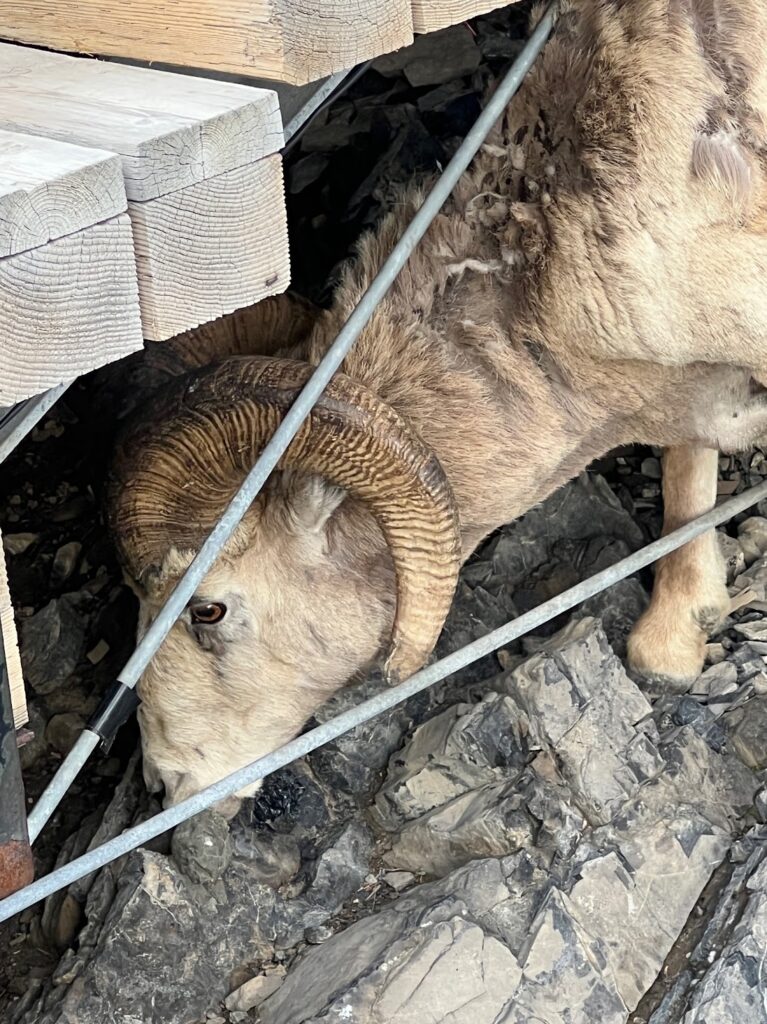 close-up of a bighorn sheep 