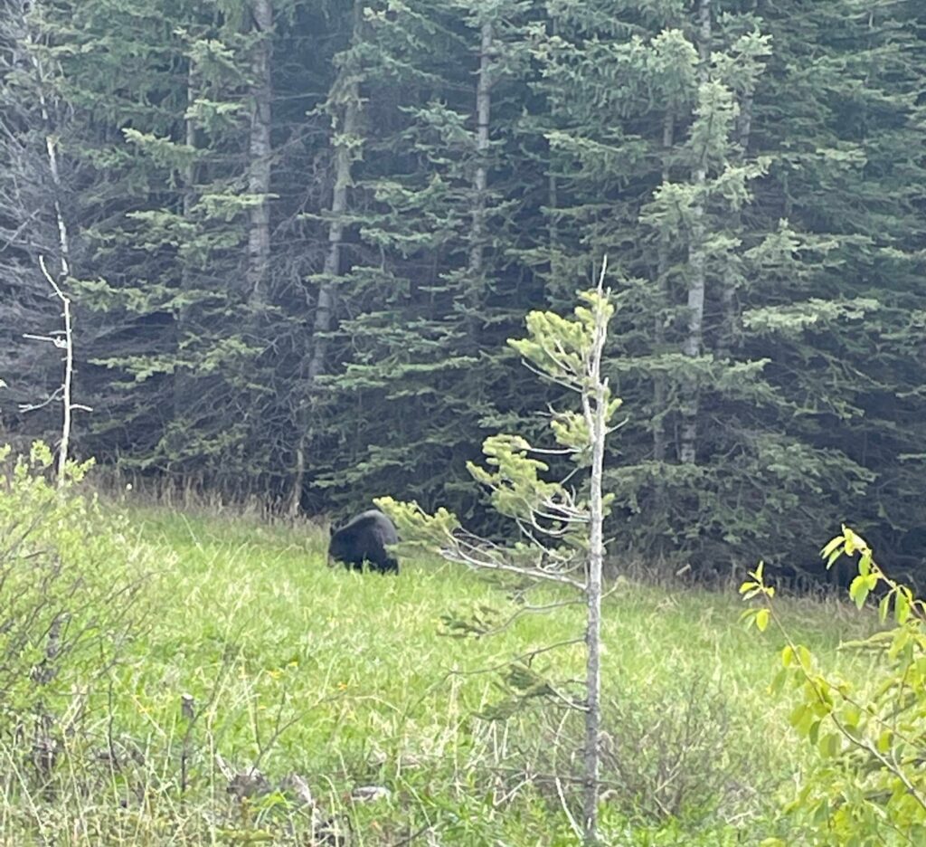 a black bear munching in a meadow near the woods of Banff, Canada 